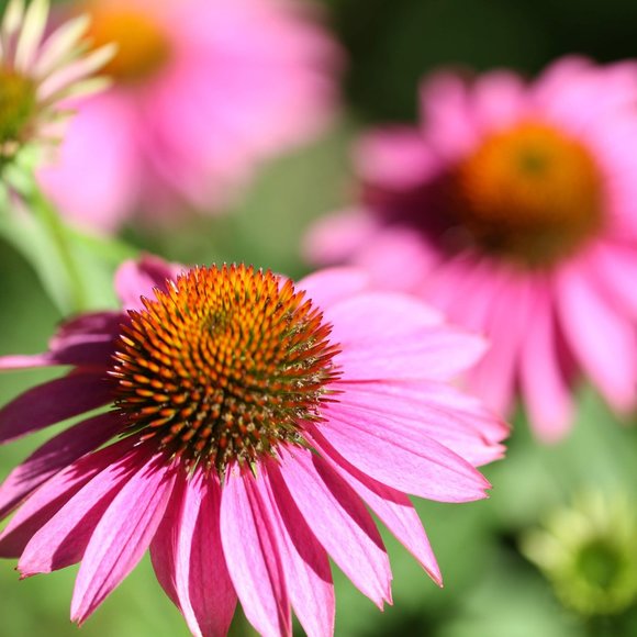 Meet your Posher, aoiichi - Picture 1 of 1